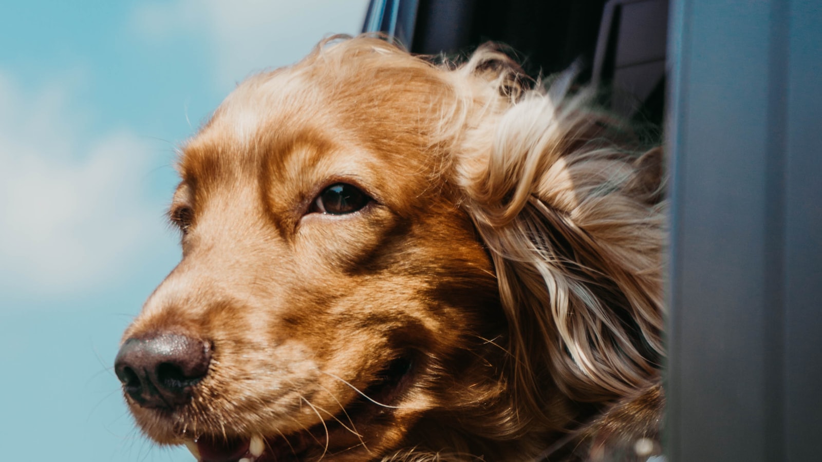 A dog with its ears in the wind, leaning out of a car window on a trip